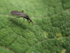 Enicocephalidae