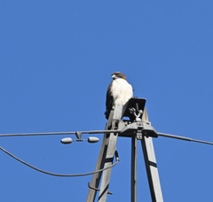 Buteo jamaicensis fuertesi