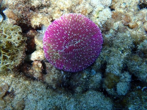 Common Mushroom Coral
