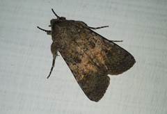 Noctuidae