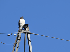 Buteo jamaicensis fuertesi
