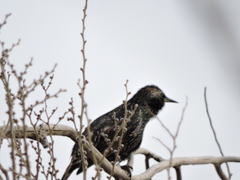 Sturnus vulgaris