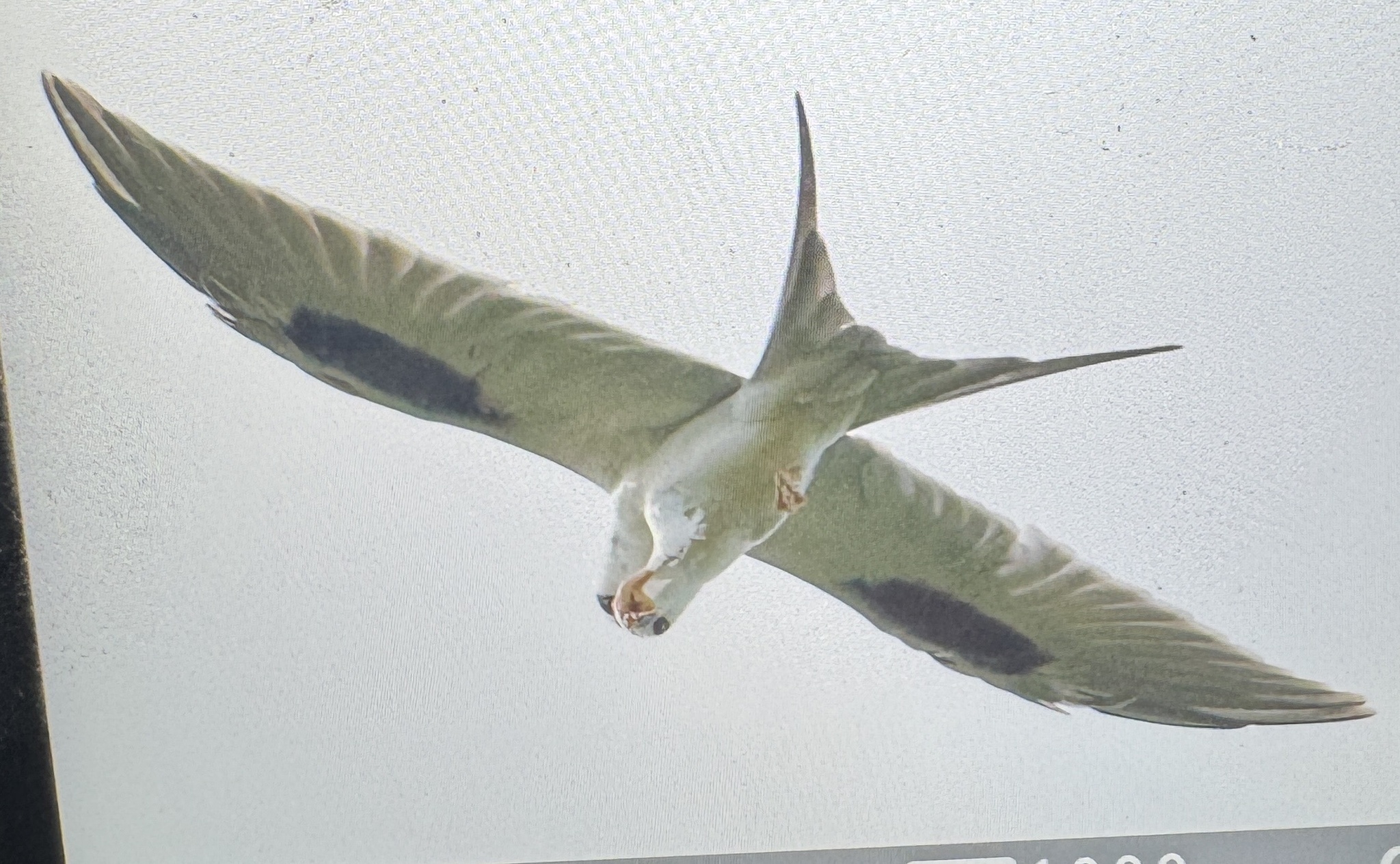 Scissor-tailed Kite (Chelictinia riocourii), photo 1