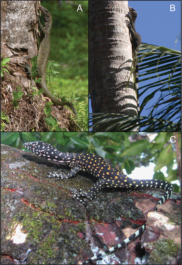 Mussau Monitor