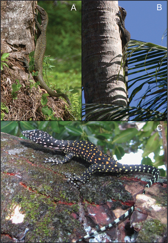 Mussau Monitor