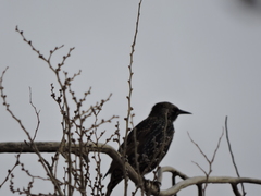 Sturnus vulgaris