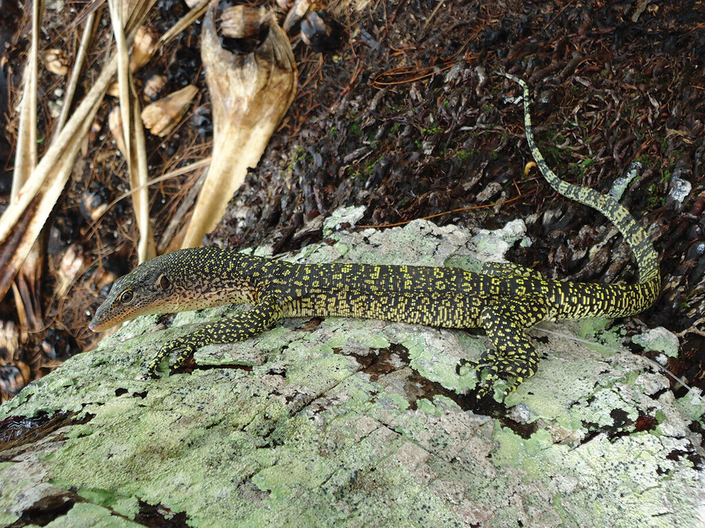 Louisiade Monitor