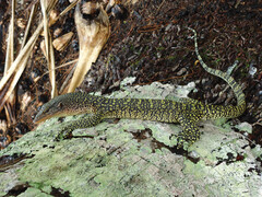 Louisiade Monitor photo 1