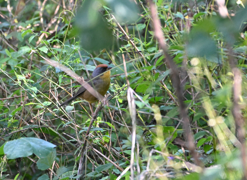 Rufous-capped Brushfinch (Atlapetes pileatus), photo 2