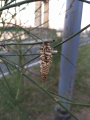 Insecta