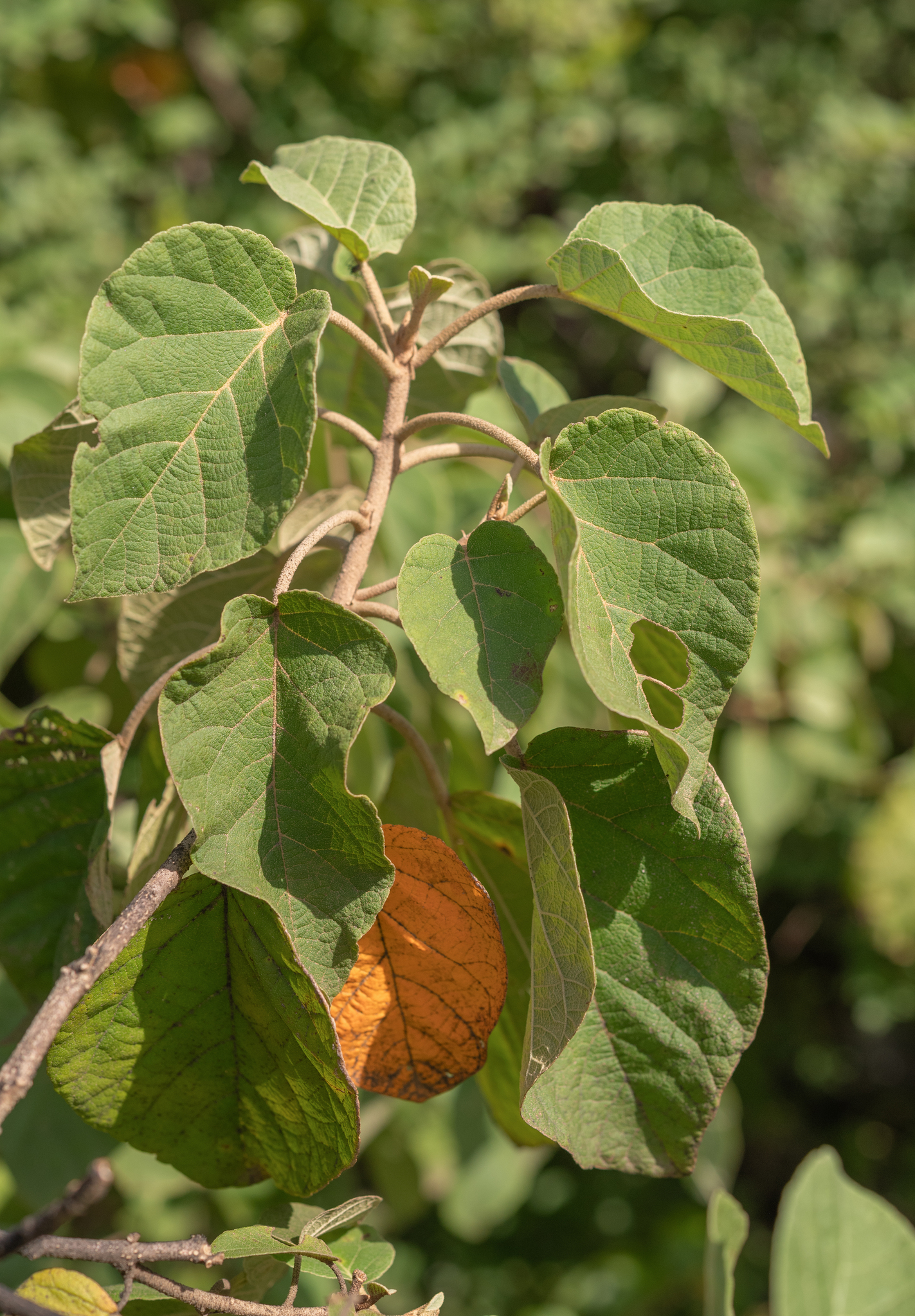 Croton confertus