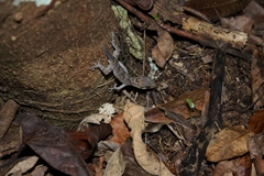 Cyrtodactylus annulatus