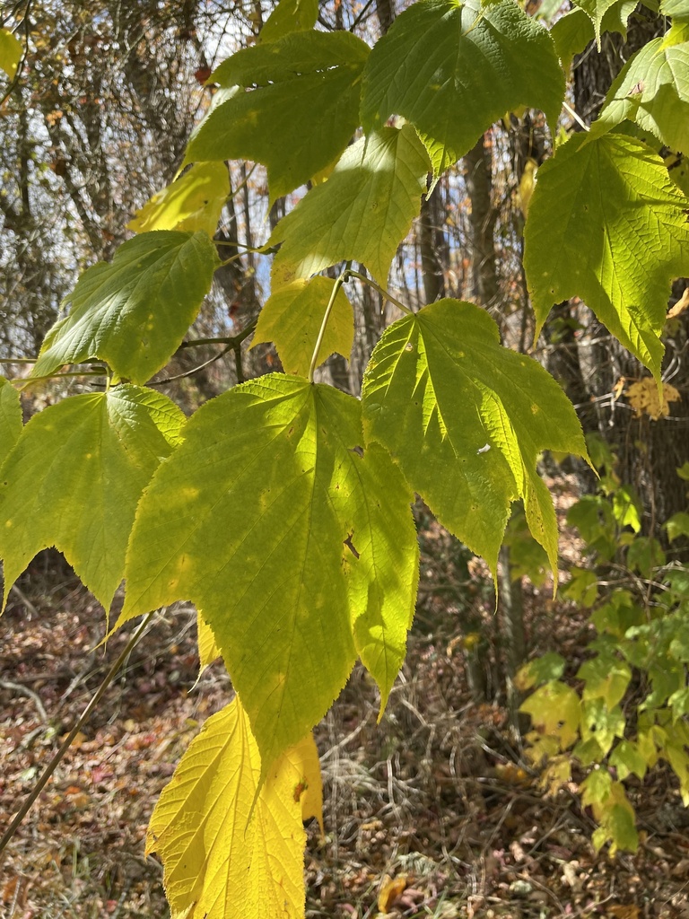 striped maple from Monterey, Highland County, VA, US on October 24 ...