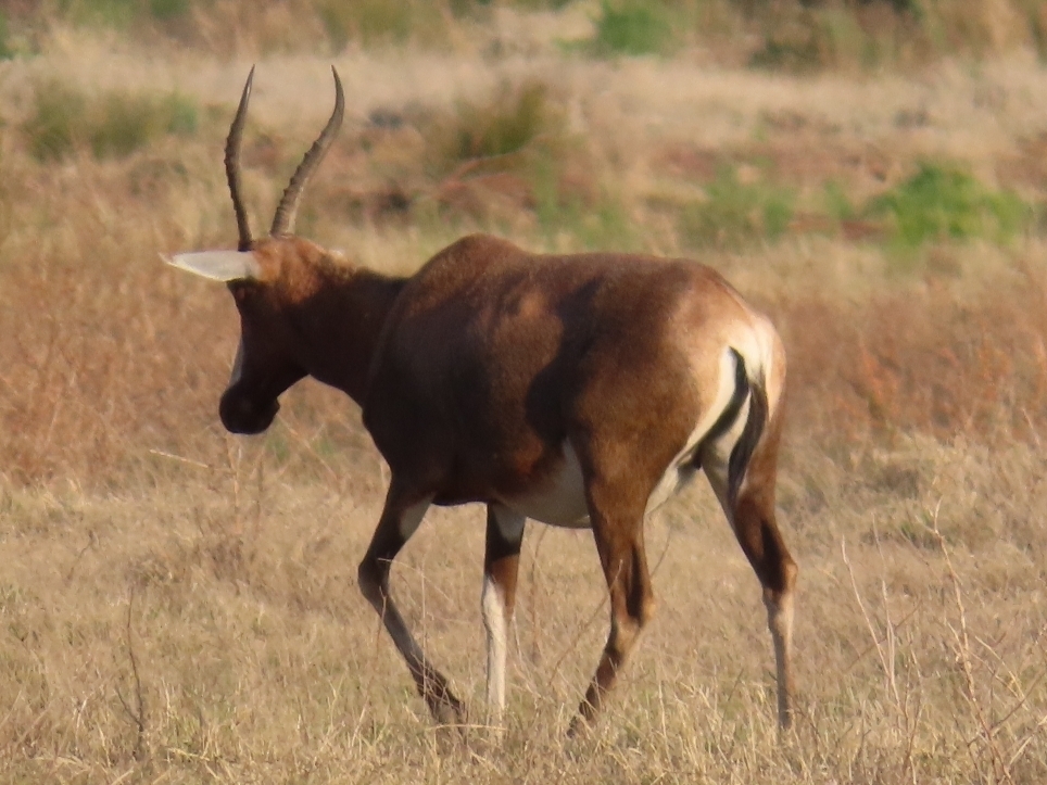 Damaliscus pygargus phillipsi, Graaff-Reinet, South Africa, by christine_scott
