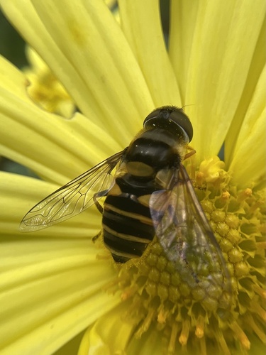 Unknown species found near Shreve Rd, Falls Church, VA, US