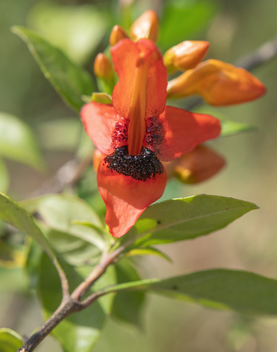 Jammy Mouth (Ruttya fruticosa)