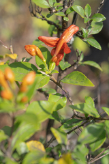 Ruttya fruticosa, photograph (c) Morten Ross, some rights reserved (CC BY)