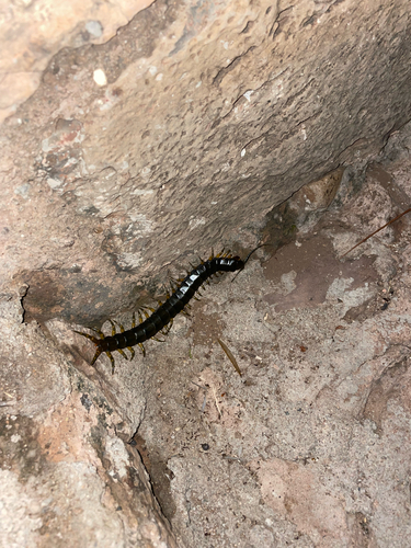 African Giant Centipede