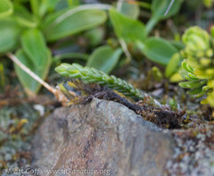 Cassiope lycopodioides