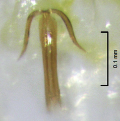 Anzygina agni