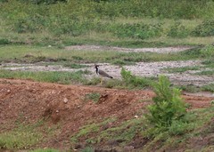 Vanellus indicus lankae