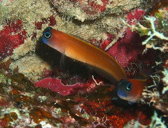 Aron's Blenny photo 5