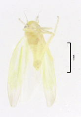 Anzygina agni