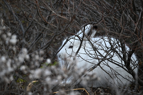 Arctic Hare observed by stephenpetersen