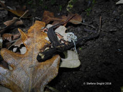 Salamandrina perspicillata