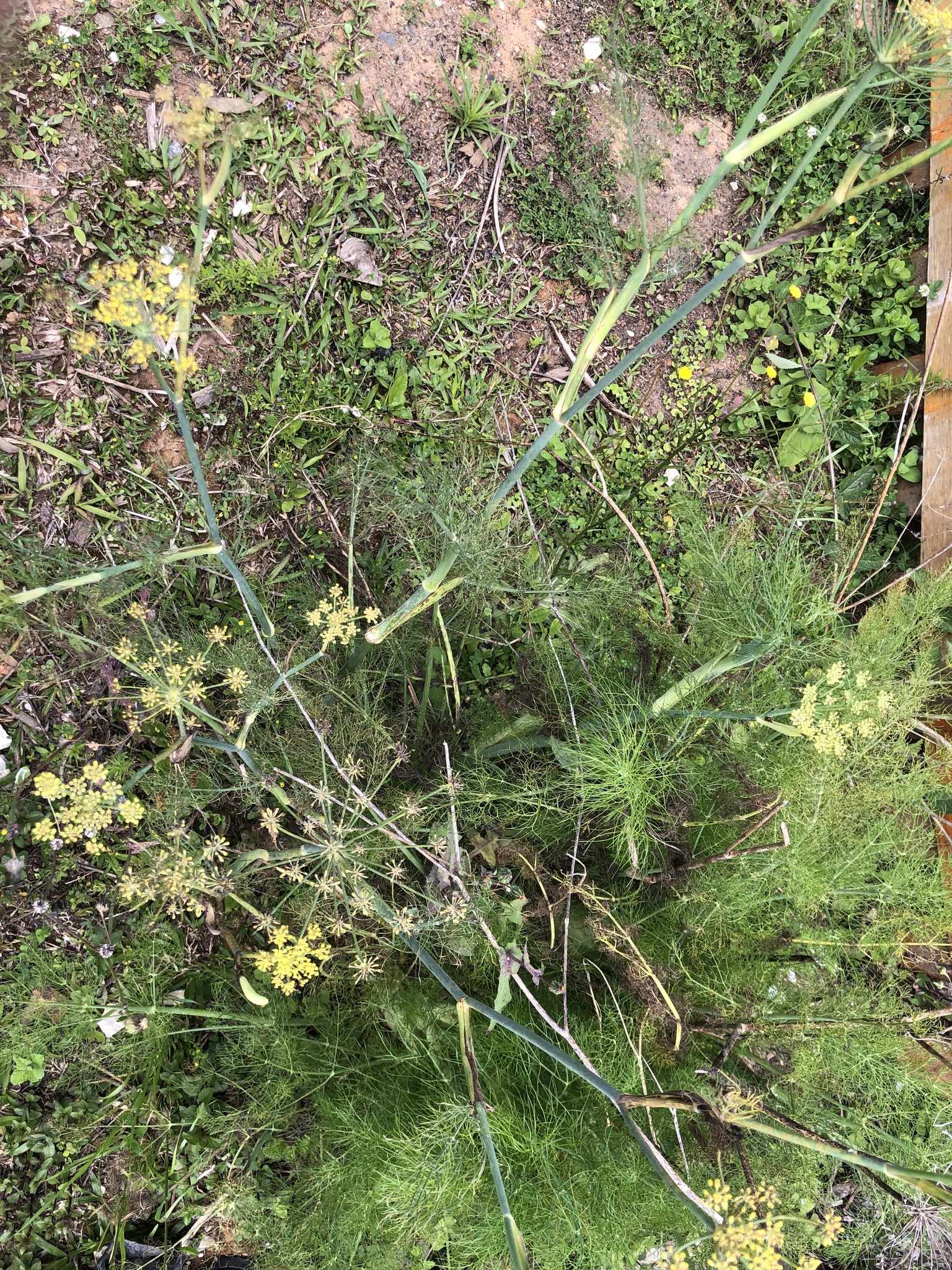 Foeniculum vulgare