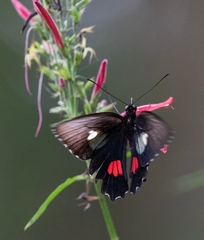 Parides anchises