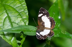 Janatella leucodesma