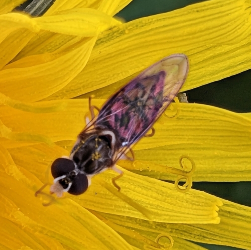 Unknown species found near Delaware Township, NJ, USA