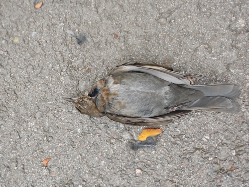 Eurasian Blackbird