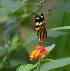 Mechanitis polymnia kayei