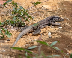 Ameiva atrigularis