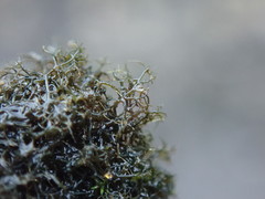 Pseudephebe pubescens