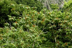 Allophylus racemosus