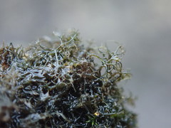 Pseudephebe pubescens