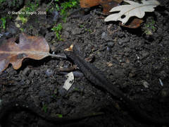 Salamandrina perspicillata