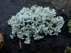 Stereocaulon spathuliferum