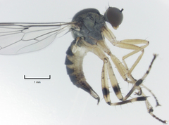 Ocydromiinae