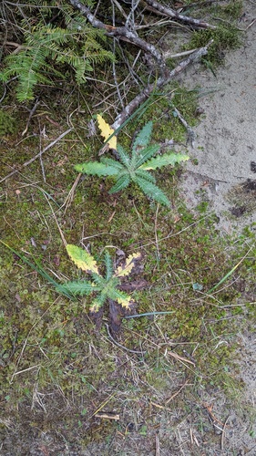 Hill's Thistle (Cirsium pumilum)