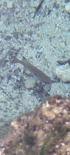 Lepomis auritus