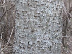 Toxicodendron vernicifluum