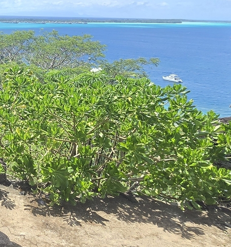 Scaevola taccada observed 2025-10-23