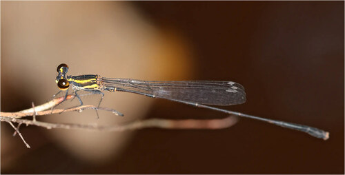 Elattoneura longispina