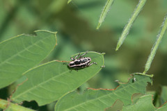 Eudiagogus rosenschoeldi