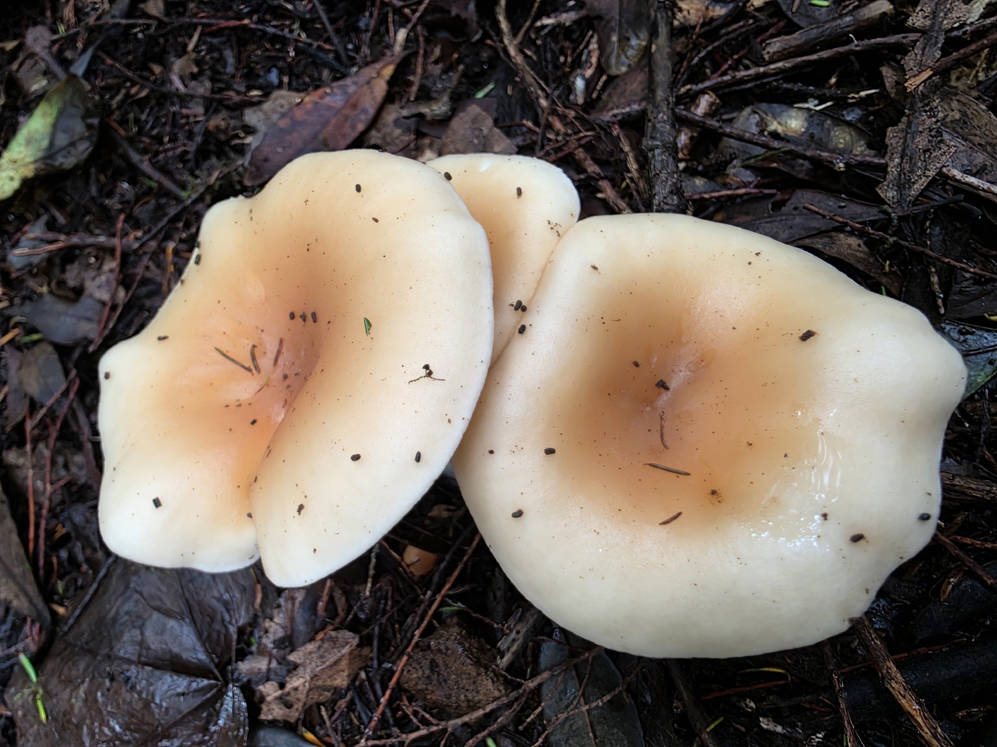 Paralepista flaccida
