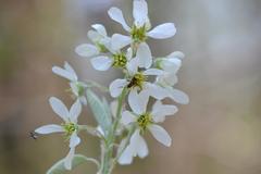 Amelanchier obovalis